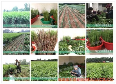 桃苗木种植技术与注意事项