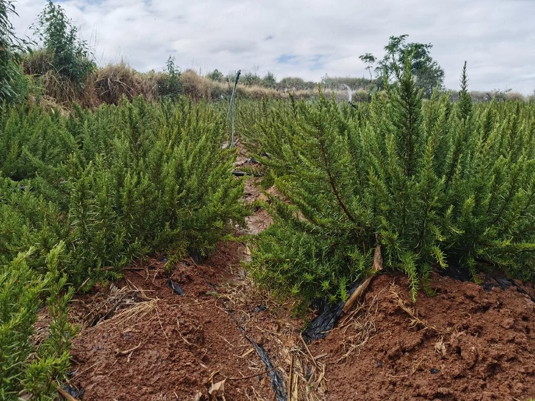 迷迭香苗木种植基地 在耕耘中品味人生百味