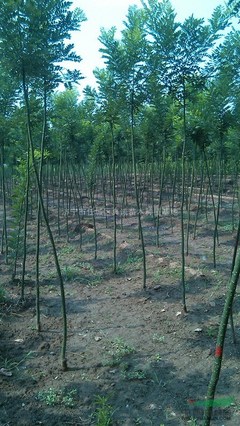 济宁市任城区真诚苗木种植基地 绿色产业的领跑者