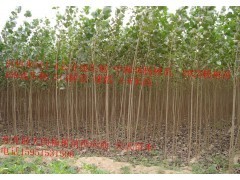 石家庄速生杨107树苗市场行情与种植前景分析