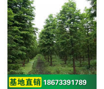 绿化苗木种植基地 苗木种植的关键技术与实践指南