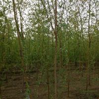 济南供应优质垂柳，米径10公分，山东豪迈苗木基地专业培育