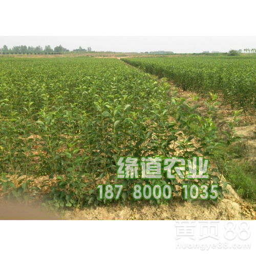 贵州大樱桃产业新篇章 探索2017年新品种与种植基地的蓬勃发展