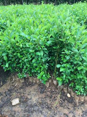 川滇桤木苗木种植指南 从云南冬瓜苗到基地批发的全流程解析