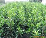 个体种植户与苗木销售 所需证件与规范流程详解