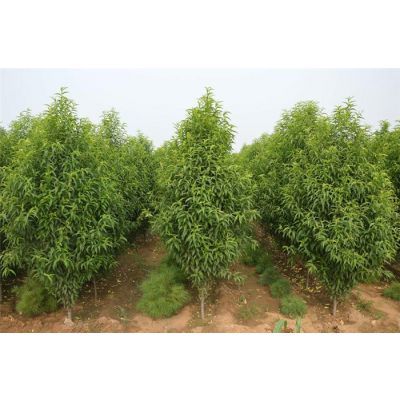 绿色引领·产业兴旺 泰安市首威苗木专业合作社的苗木种植发展之路